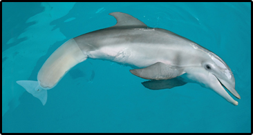 WInter Clearwater Marine Aquarium